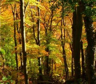 Wald Herbst Bunt