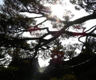 forest branch against day