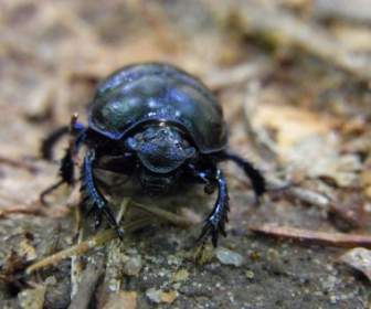 forest dung beetle anoplotrupes stercorosus beetle