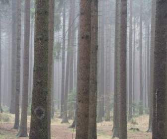 نيقوسيا الغابات الغابات الخريف