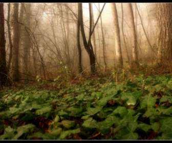 Forêt Dans Le Brouillard