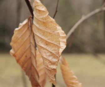 forest nature brown