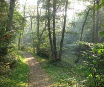 Forest Path Denmark