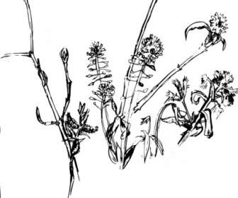 Clip Art De Bosque Plants2004