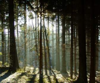 лесных тень деревьев