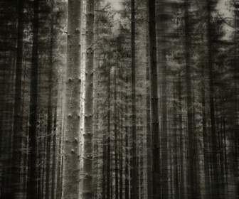 林樹黑白色