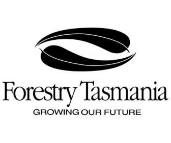 Forstwirtschaft Tasmanien