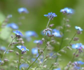 Forget Me Not Flower Blue