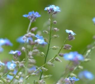 Forget Me Not Flower Blue