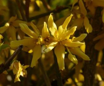Forsythia Gold Lilac Golden Bells