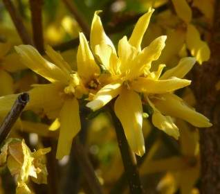 Forsythia Gold Lilac Golden Bells