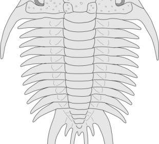 Asaphus 物種剪貼畫的化石