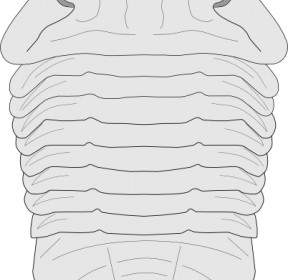 Fossil Of The Asaphus Species Clip Art
