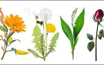 4 種類の花のベクトル材料
