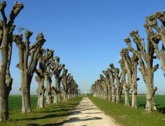 France Trees Cut