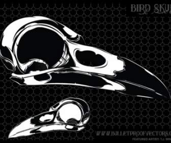 Cráneo De Pájaro Libre