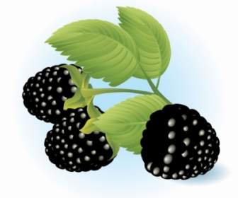 Free Dewberries Vector Illustration