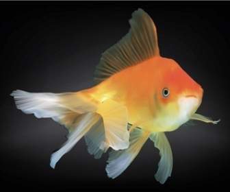 Vektor Gratis Goldfish