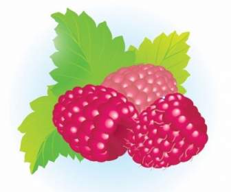 Free Raspberries Vector Illustration