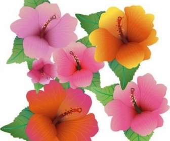 Free Vector Illustration With Hibiscus Flowers