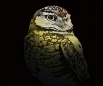 Free Vector Owl
