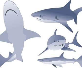 Kostenlose Vektorgrafiken Hai