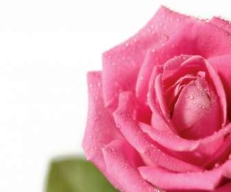 Nature De Fleurs Fraîches De Fond D'écran Rose Rose