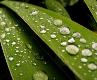 Fresh Rain Drops Wallpaper Plants Nature