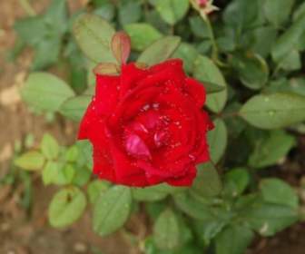 Bunga Merah Segar Diairi Dengan Baik