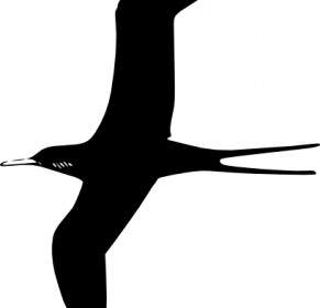 Oiseau Frégate Clipart