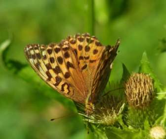 Perlmutterfalter Argynnis Paphia Schmetterling