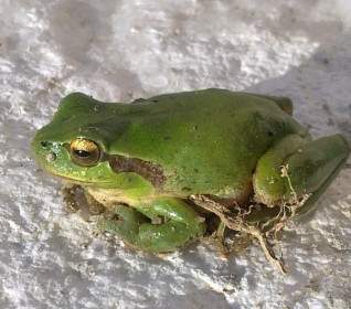 绿色的青蛙动物