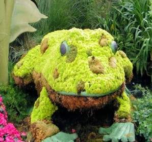 Frog In Botanical Garden