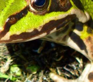 Frog Pond Frog Amphibian