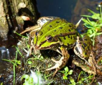 Anfíbios De Sapo Frog Pond
