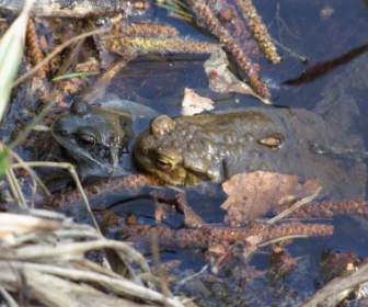 Frog Toad Amphibians