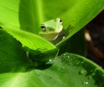 żaba Tapeta żaby Zwierząt