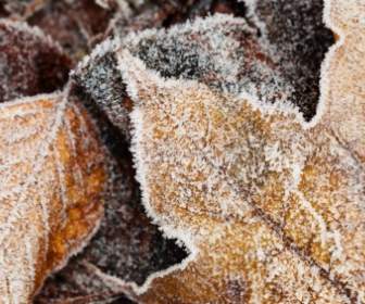 Frost On Leaves