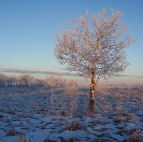 Морозный пейзаж дерево