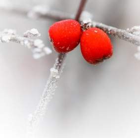Frostigen Rote Beeren