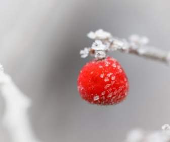 Frosty Red Berry