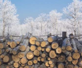 Frostigen Woodpile