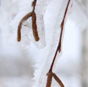 Frozen Birch Plant