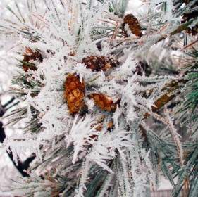 Frozen Branch In Winter