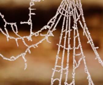 Gefrorene Spinnennetz