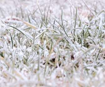凍的草