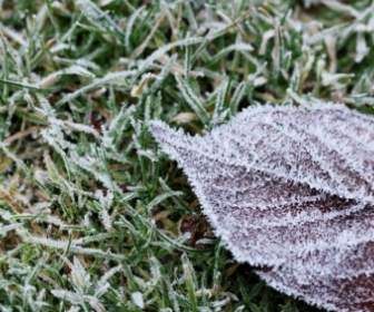 Frozen Leaf On Grass