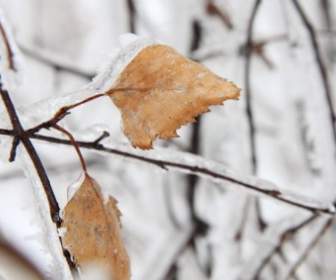 Frozen Leaves In Winter