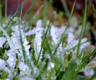 凍結する冬の草