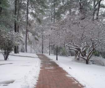 Frozen Winter Path